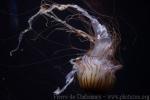 Japanese sea-nettle