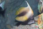 Red Sea bannerfish