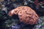 Large brain root coral