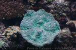 Pini brain coral