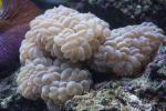 Common bubble coral