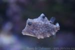 Humpback turretfish