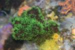 Green tube coral