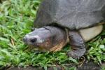 Malaysian giant turtle