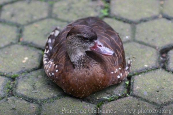 Spotted whistling-duck