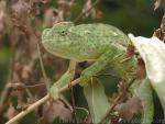 Senegal chameleon *