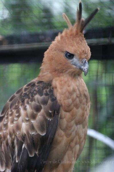 Javan hawk-eagle